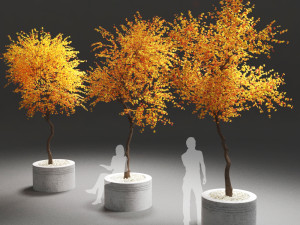 autumn trees 3D 모델