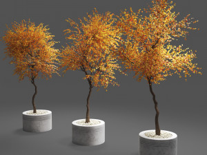 autumn trees Modello 3D