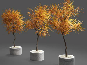 autumn trees 3D Model