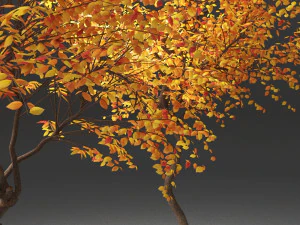 autumn trees 3D Model