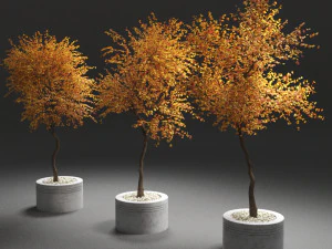 autumn trees 3D Model