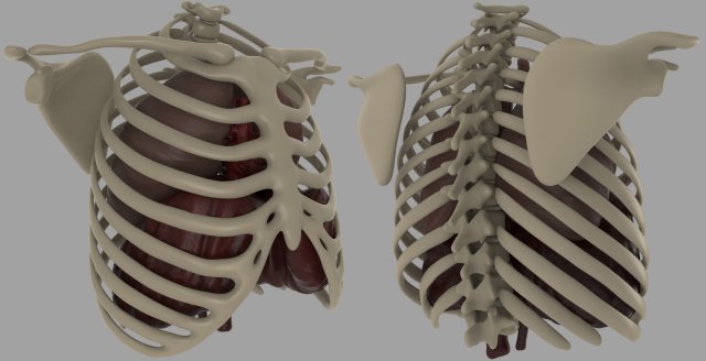 chest diagram 3D Model .c4d .max .obj .3ds .fbx .stl .blend