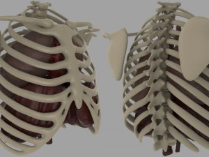 Brustdiagramm 3D Modell