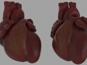 chest diagram 3D Model