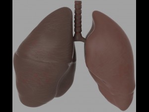 chest diagram 3D Model