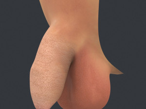 uncircumcised male penis 3D Model
