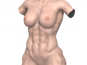 Young Muscular Woman Torso 3D Model