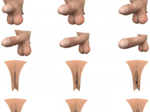 Realistic Male Penis and Female Vagina Stage Collection 3D Model
