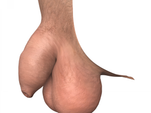 Realistic Uncircumcise Small Penis 3D Model