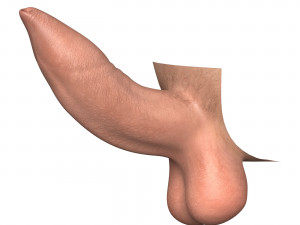 Photorealistic Uncircumcised Erect Penis 3D Model