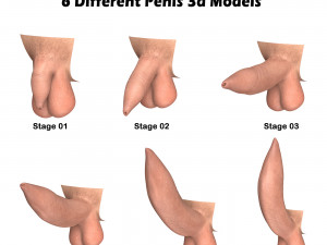 Man Uncircumcised Penis Erection Stages 3D Model