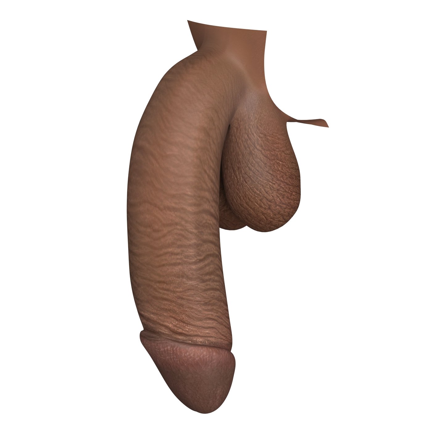 African Monster Black Penis Collection 3D Модель in Анатомия 3DExport