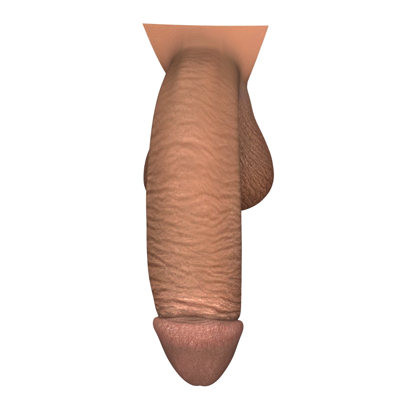 Monster Black Penis 3D Model in Anatomy 3DExport