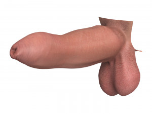 Photo Realistic Uncircumcised Big Penis 3D Model
