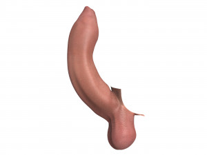 Photo Realistic Uncircumcised Big Erect Penis 3D Model