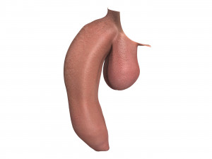 Photo Realistic Uncircumcised Big Flaccid Penis 3D Model