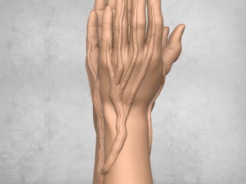 Beautiful Vase Hands Modelo de Impressão 3D