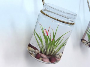 air plant wall decor 3Dモデル