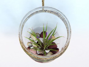 air plant wall decor 3Dモデル