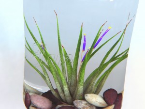 air plant wall decor 3Dモデル