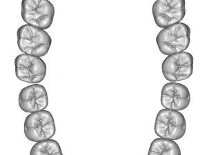 dental anatomy teeth library - indigo 3D Model