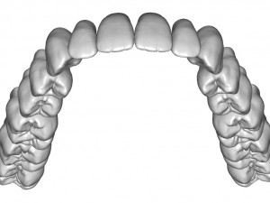 dental anatomy teeth library - indigo 3D Модель