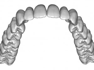 dental anatomy teeth library - indigo 3D Model