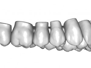 dental anatomy teeth library - indigo 3D Модель