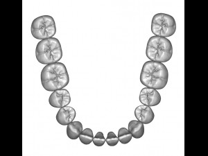 dental anatomy teeth library - indigo 3D Модель