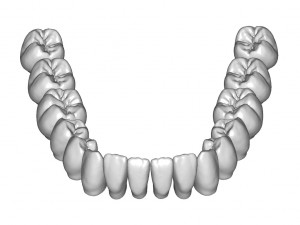 dental anatomy teeth library - indigo 3D Модель