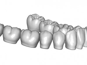dental anatomy teeth library - indigo 3D Model