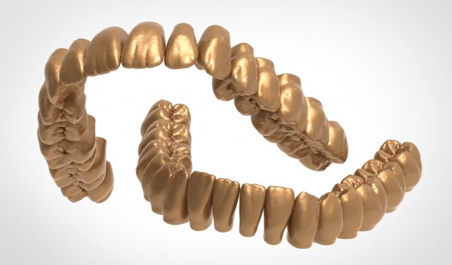 dental anatomy teeth library - indigo 3D Модель .c4d .max .obj .3ds .fbx .stl .blend 