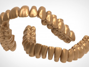 dental anatomy teeth library - indigo Model 3D