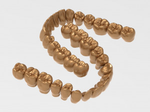 dental anatomy teeth library - indigo 3D Модель