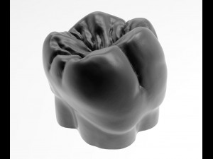 molar tooth for 3d printing 3D Принт Модель
