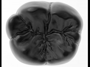 molar tooth for 3d printing 3D Принт Модель