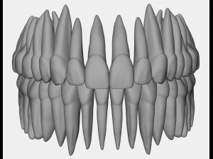 azure upper and lower jaw dental anatomy with roots Model 3D