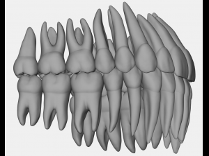 azure upper and lower jaw dental anatomy with roots 3D Model