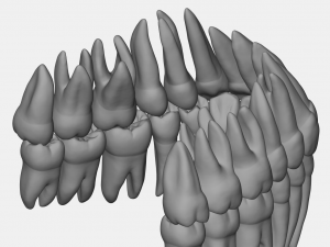 azure upper and lower jaw dental anatomy with roots 3D Model