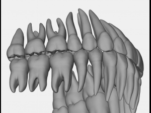azure upper and lower jaw dental anatomy with roots 3D Model