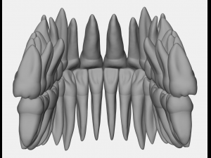 azure upper and lower jaw dental anatomy with roots 3D Model