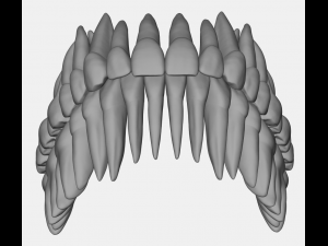 azure upper and lower jaw dental anatomy with roots 3D Model