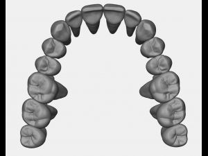 azure upper and lower jaw dental anatomy with roots 3D Model