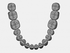 azure upper and lower jaw dental anatomy with roots 3D Model