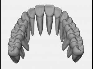 azure upper and lower jaw dental anatomy with roots 3D Model