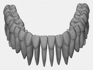 azure upper and lower jaw dental anatomy with roots 3D Model