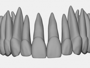azure upper and lower jaw dental anatomy with roots 3D Model