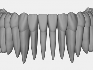 azure upper and lower jaw dental anatomy with roots 3D Model