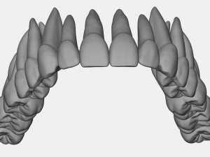 azure upper and lower jaw dental anatomy with roots 3D Model