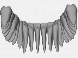 azure upper and lower jaw dental anatomy with roots 3D Model
